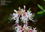 Rhododendron Atlanticum